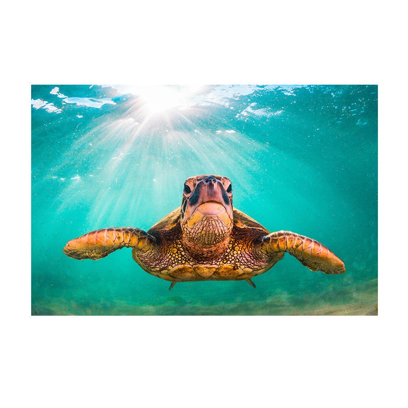 Graceful Journey: Sea Turtle Underwater