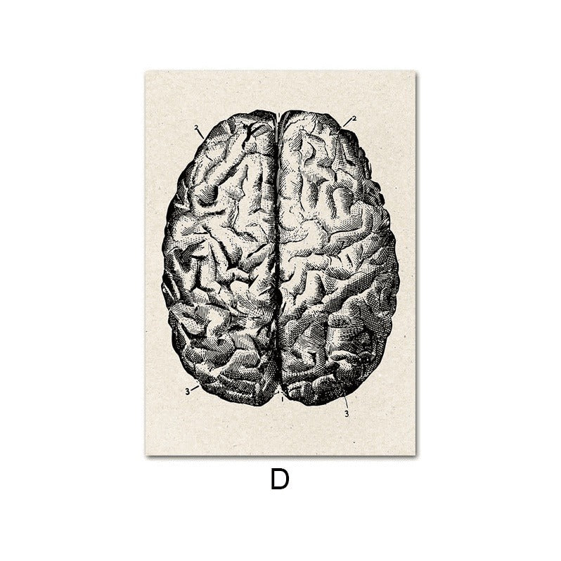 Fascinating Medical Human Anatomy: Feed Your Curiosity