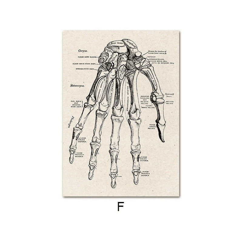 Fascinating Medical Human Anatomy: Feed Your Curiosity